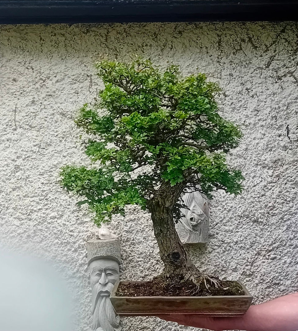 Bonsai tree in a rectangular pot held by a hand, with stone face sculptures against a rough white wall.