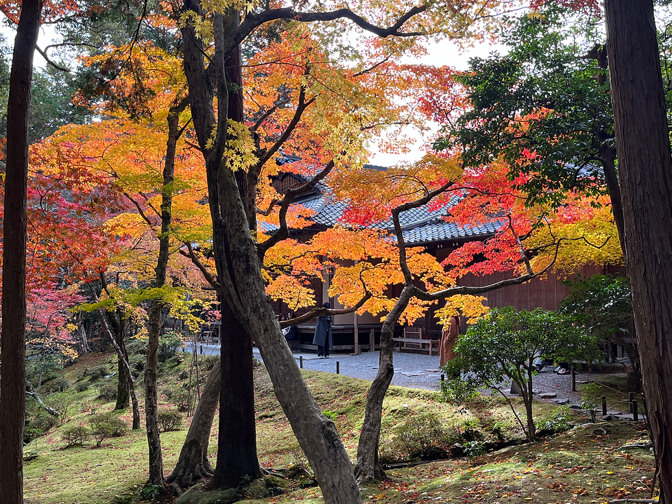 Temple garden in Kyoto, December 2024