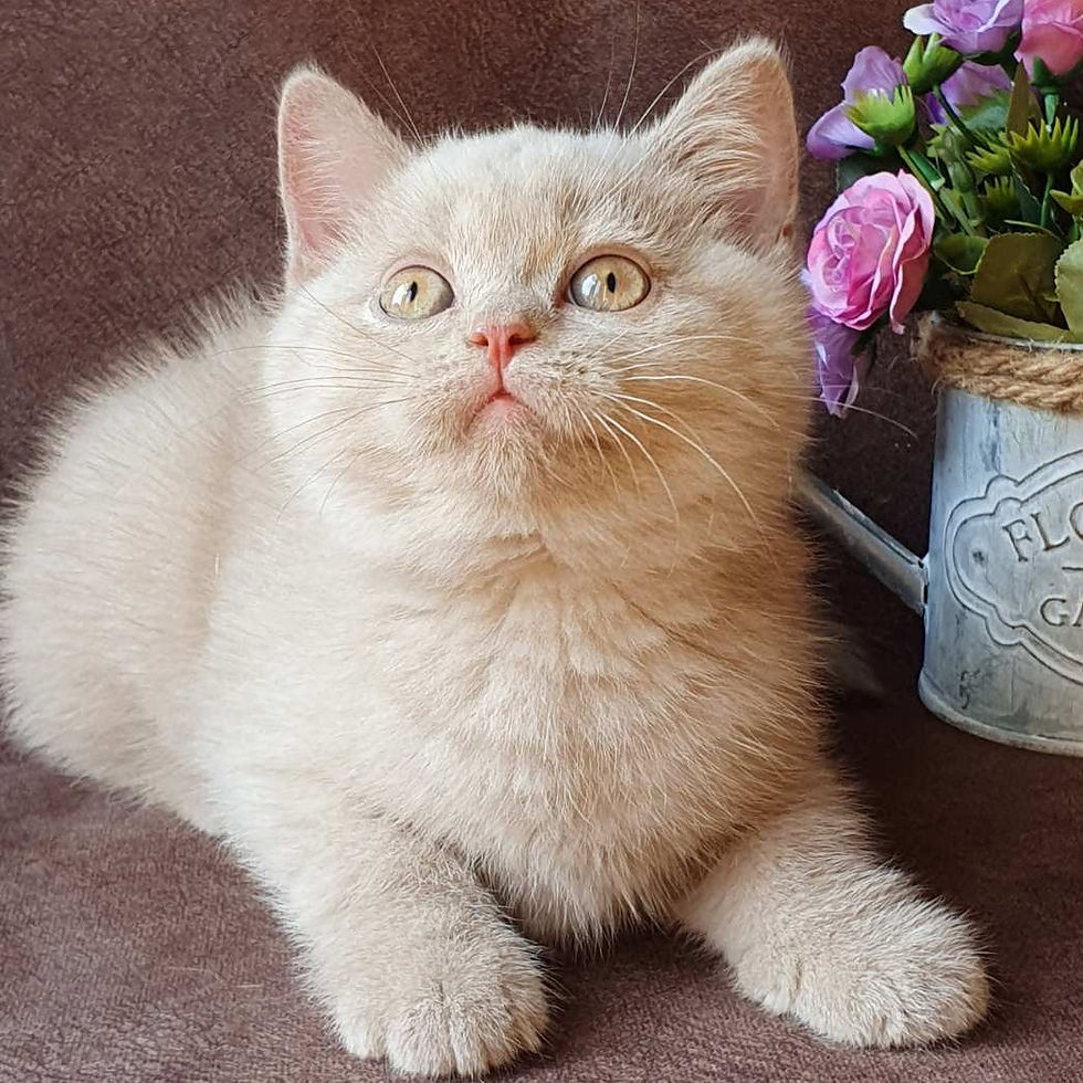 Thumbnail: 648 Filya (U) British shorthair male kitten