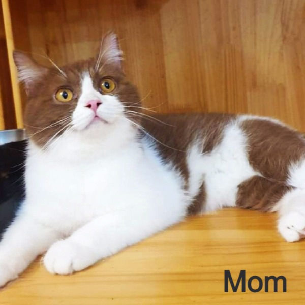 Thumbnail: 474 Olivka  (B) British shorthair female kitten