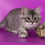 Thumbnail: 157 Aquamarine (R)  Siberian  male kitten