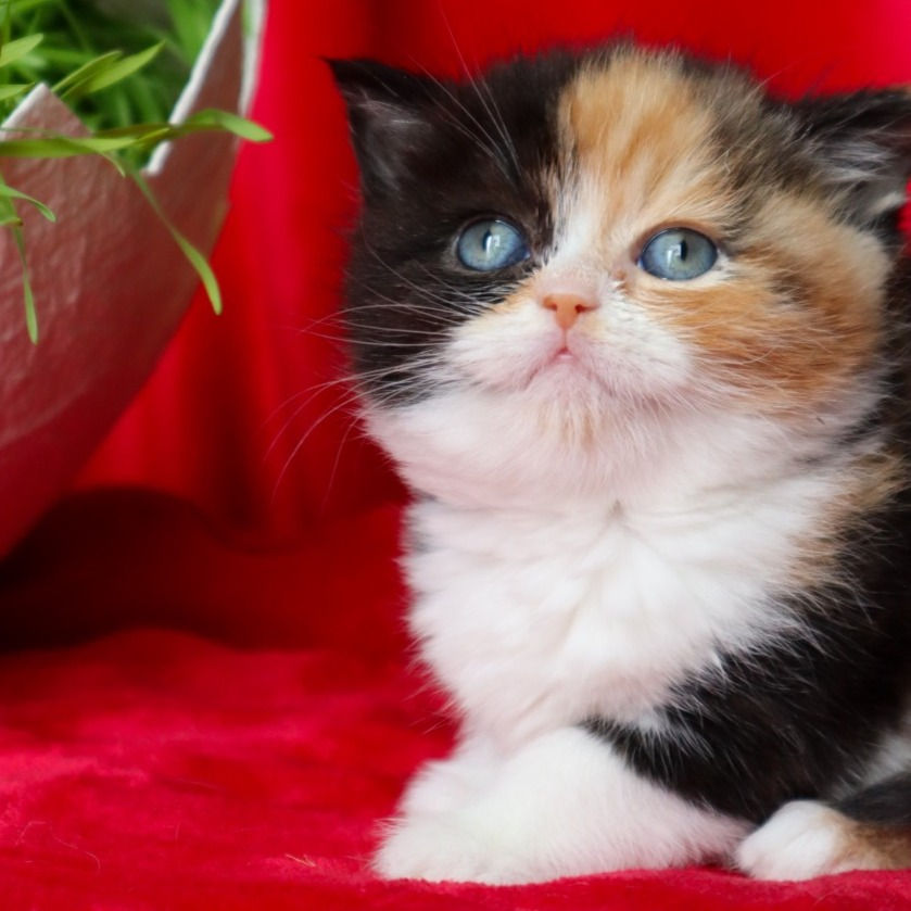 Thumbnail: 304 Georgia  (G) Scottish straight shorthair female kitten