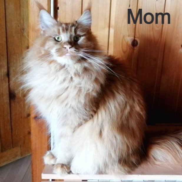 Thumbnail: 592 Irisha (R) Maine Coon female kitten