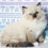 Thumbnail: 266 Lion (U)   Ragdoll male kitten