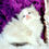 Thumbnail: 173 Ulyana (B)   Ragdoll female kitten