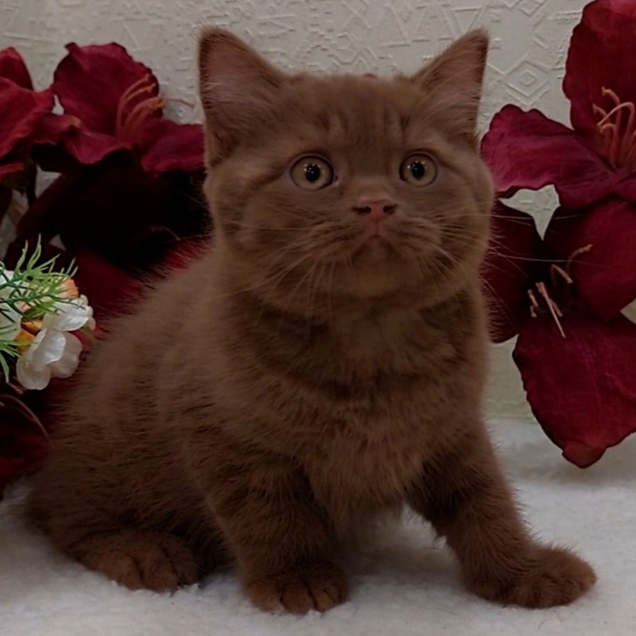 Thumbnail: 746 Bourne (U) British shorthair male kitten
