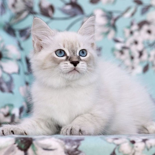 Thumbnail: 277 Walt (R)  Siberian   male kitten