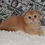 Thumbnail: 447 Ares (U) Scottish fold shorthair male kitten