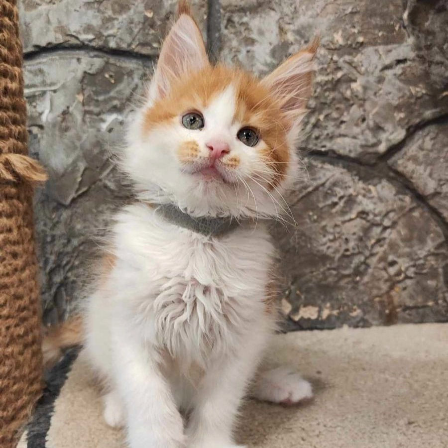 Thumbnail: 592 Irisha (R) Maine Coon female kitten