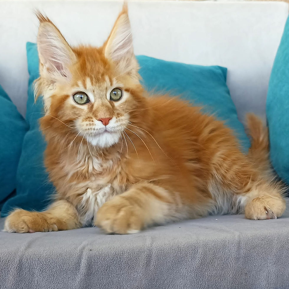 Thumbnail: 422 Jenaro (R) Maine Coon male kitten