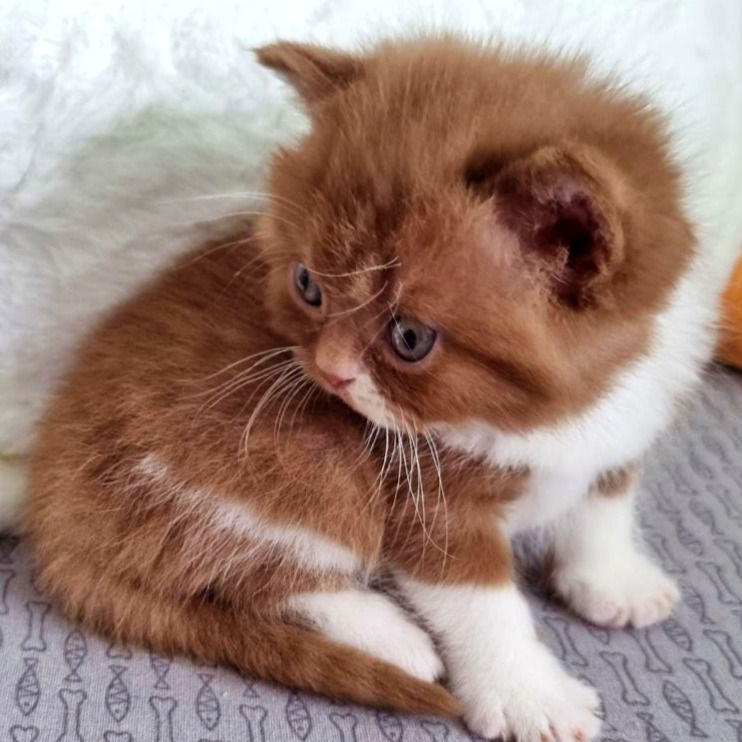 Thumbnail: 474 Olivka  (B) British shorthair female kitten