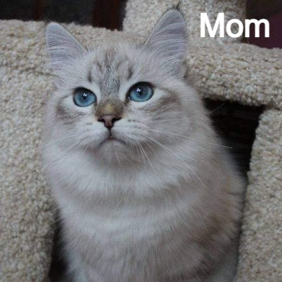 Thumbnail: 276 Qudeyar (R)  Siberian   male kitten