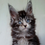 Thumbnail: 622 Lamborghini (BL) Maine Coon  Polydactyl  male kitten