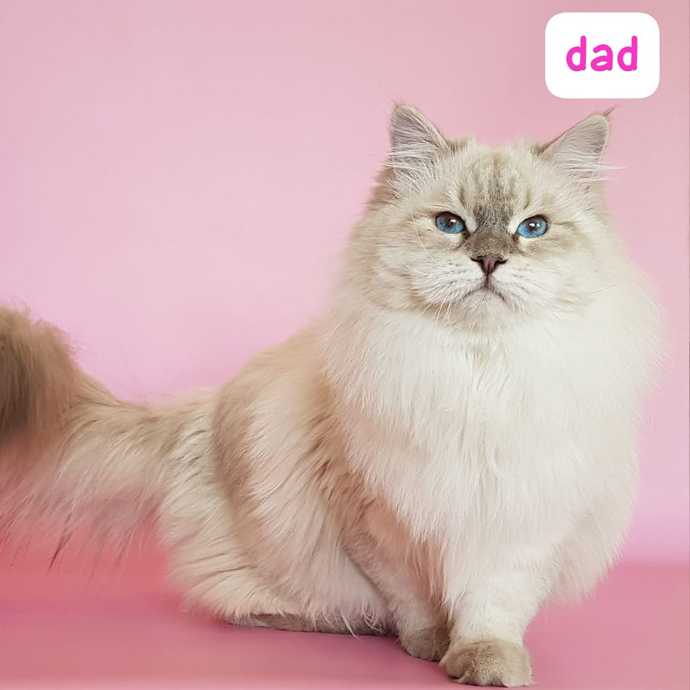 Thumbnail: 281 Chivas (R)  Siberian   male kitten