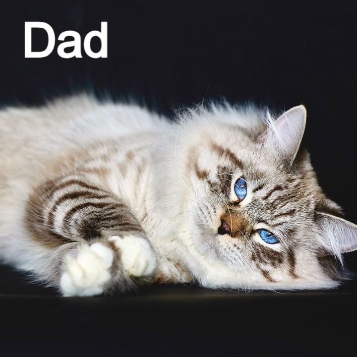 Thumbnail: 277 Walt (R)  Siberian   male kitten