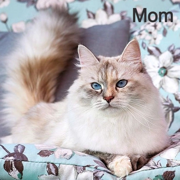 Thumbnail: 277 Walt (R)  Siberian   male kitten