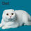 Thumbnail: 506 Tiffany (U) Scottish straight longhair kitten