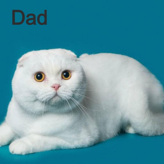 Thumbnail: 508 Winnie (U) Scottish fold shorthair kitten