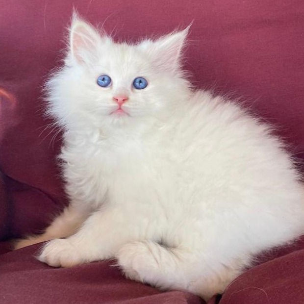 Thumbnail: 200 Xelvin (R)  Siberian   male kitten