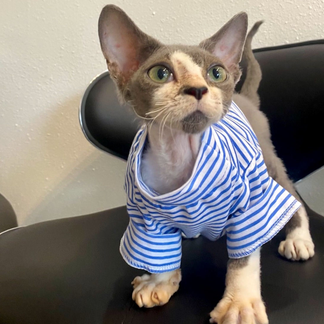 502 Engel (U) male kitten Devon Rex