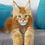 Thumbnail: 422 Jenaro (R) Maine Coon male kitten