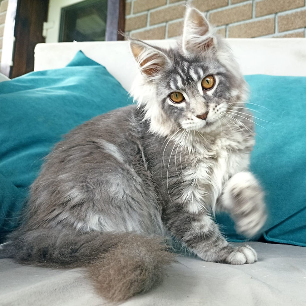Thumbnail: 508 Image (R) Maine Coon male kitten