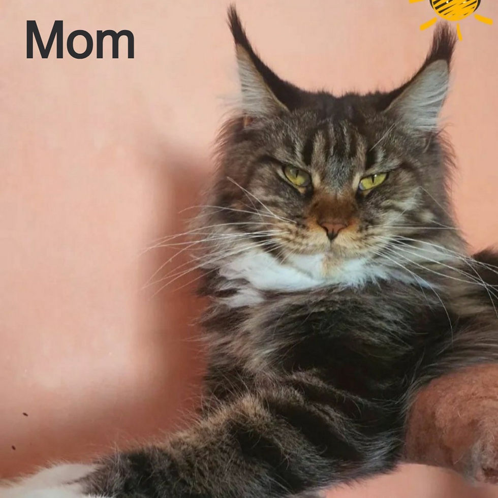 Thumbnail: 604 Hugo Boss (BL) Maine Coon male kitten
