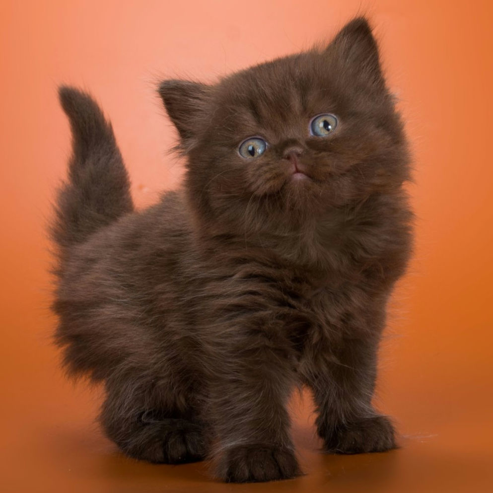 548 Herda (B) British longhair female kitten