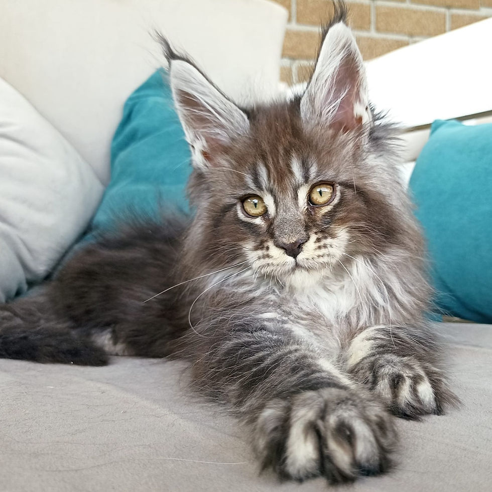Thumbnail: 568 Liven (R) Maine Coon male kitten