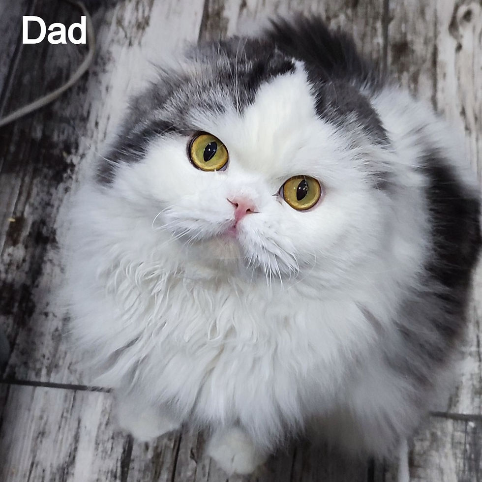 Thumbnail: 586 Lunabelle (U) Scottish fold longhair female kitten