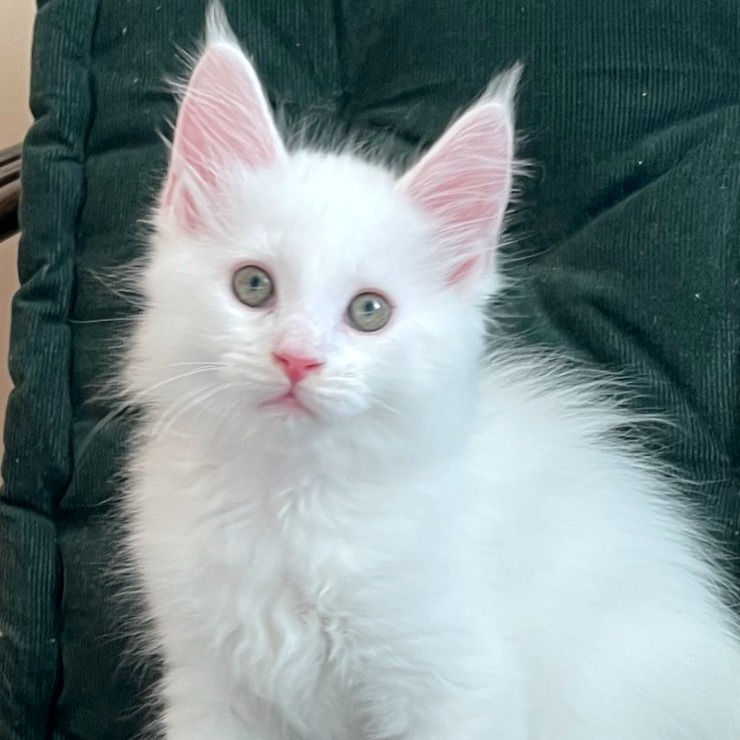 Thumbnail: 656 Urmas (U) Maine Coon male kitten