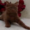 Thumbnail: 746 Bourne (U) British shorthair male kitten