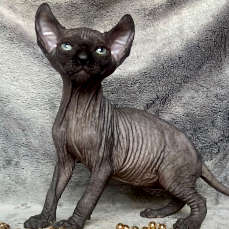 Thumbnail: 533 Paulo (R)  male  Elf  kitten