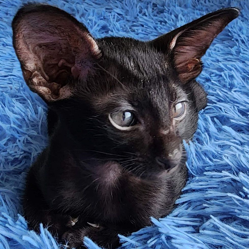 Thumbnail: 345 Caesar (U) Oriental male kitten