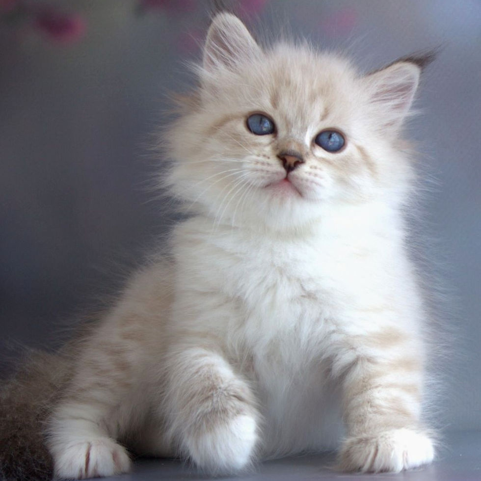 Thumbnail: 276 Qudeyar (R)  Siberian   male kitten