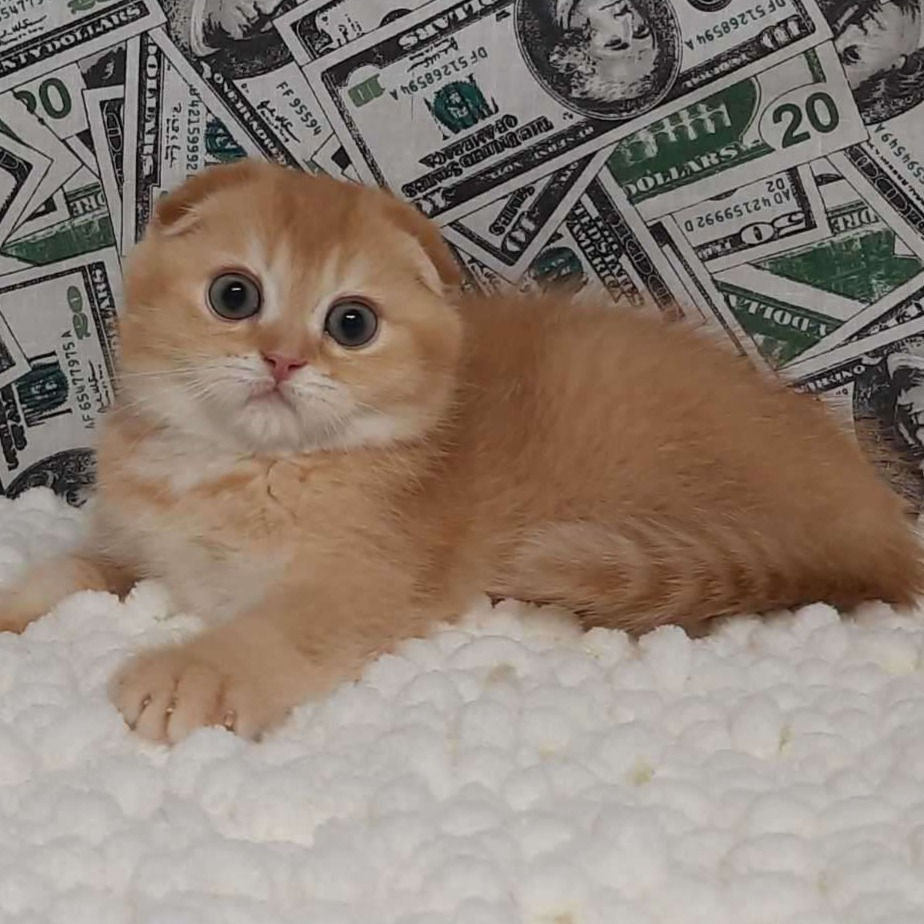 Thumbnail: 447 Ares (U) Scottish fold shorthair male kitten