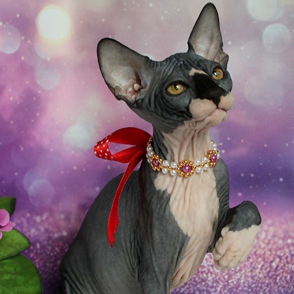 Thumbnail: 491 Nancy (R)  female  Sphynx  kitten