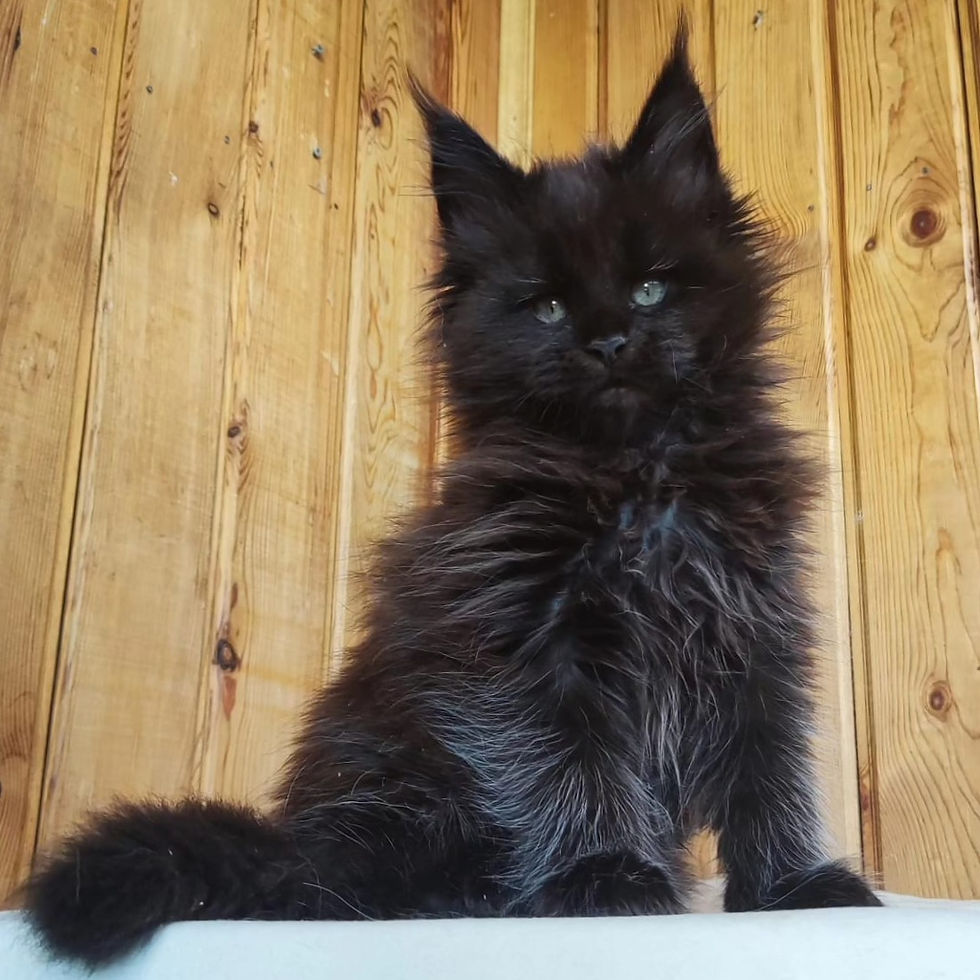 Thumbnail: 645 Fantom (KZ) Maine Coon male kitten
