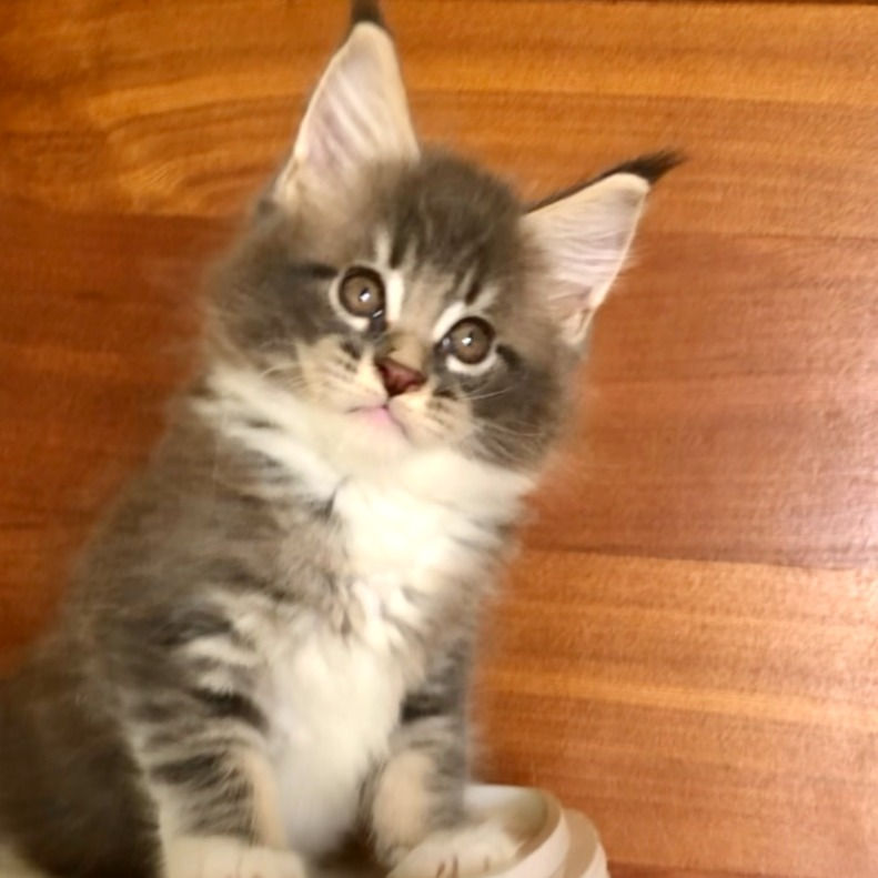 Thumbnail: 621 Sharm (U) Maine Coon male kitten