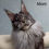 Thumbnail: 568 Liven (R) Maine Coon male kitten