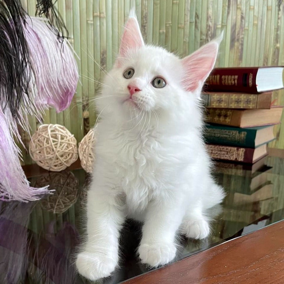 Thumbnail: 656 Urmas (U) Maine Coon male kitten