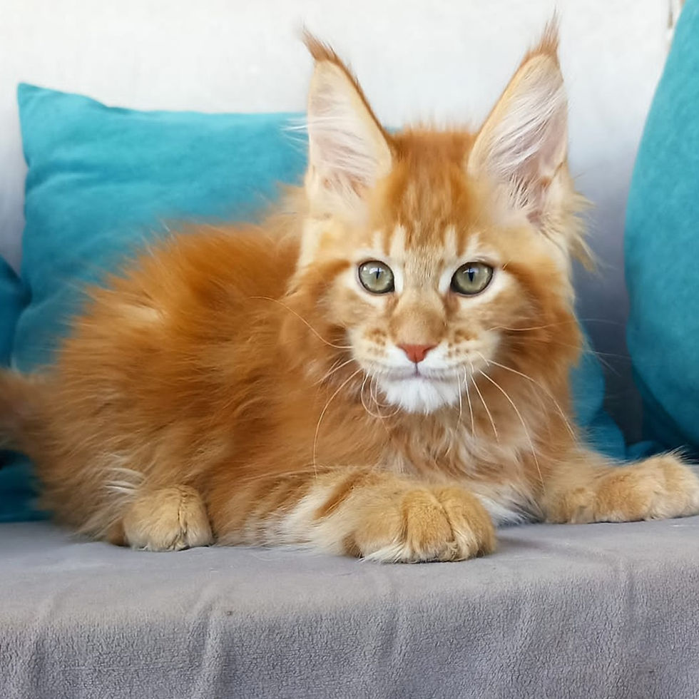 Thumbnail: 422 Jenaro (R) Maine Coon male kitten