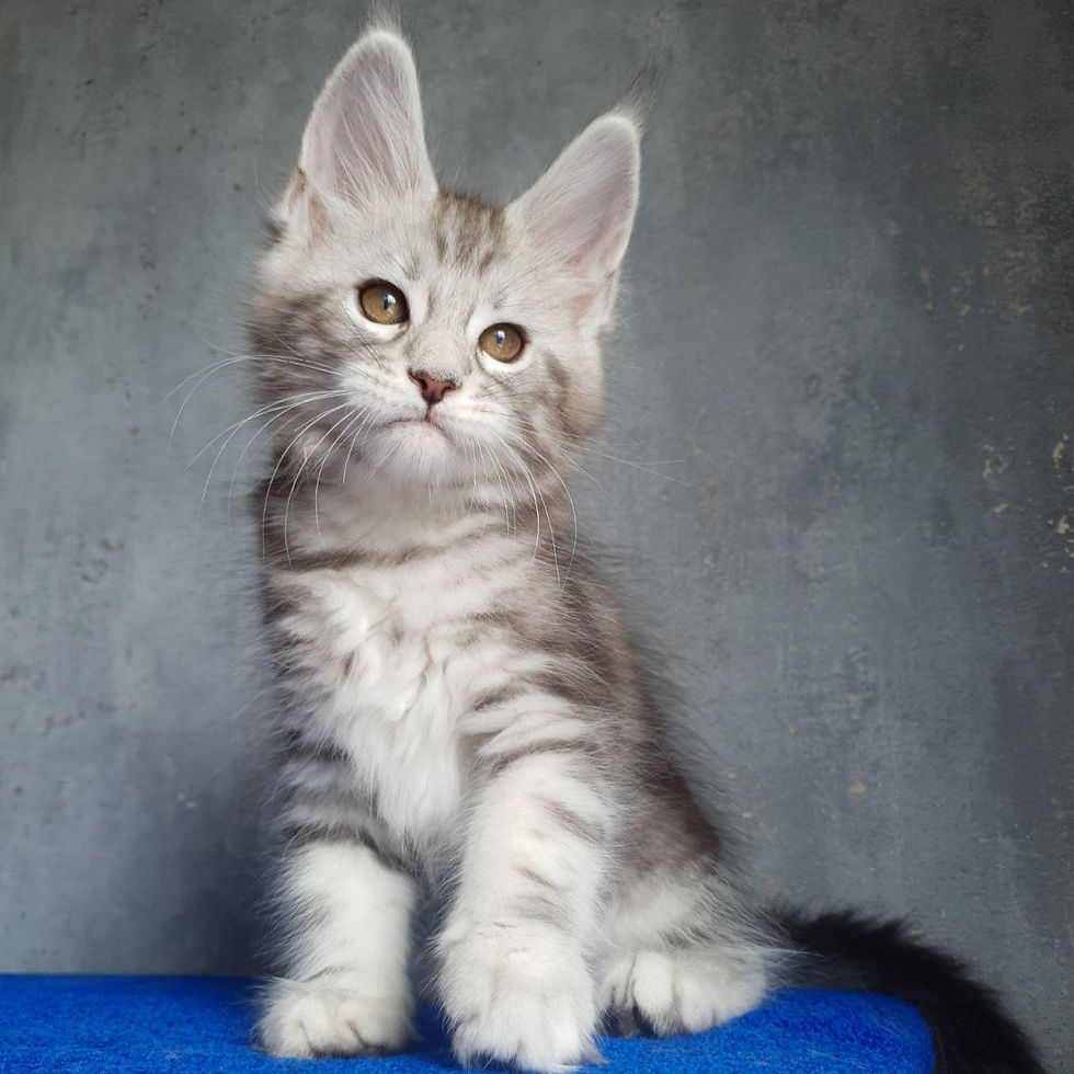 Thumbnail: 604 Hugo Boss (BL) Maine Coon male kitten
