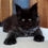 Thumbnail: 463 Tom Yum KZ (KZ) Maine Coon male kitten