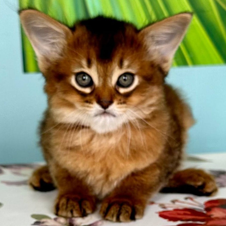 301 Irene (U) purebred Somali female kitten