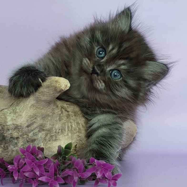 Thumbnail: 238 Baloo (R)  Siberian   male kitten