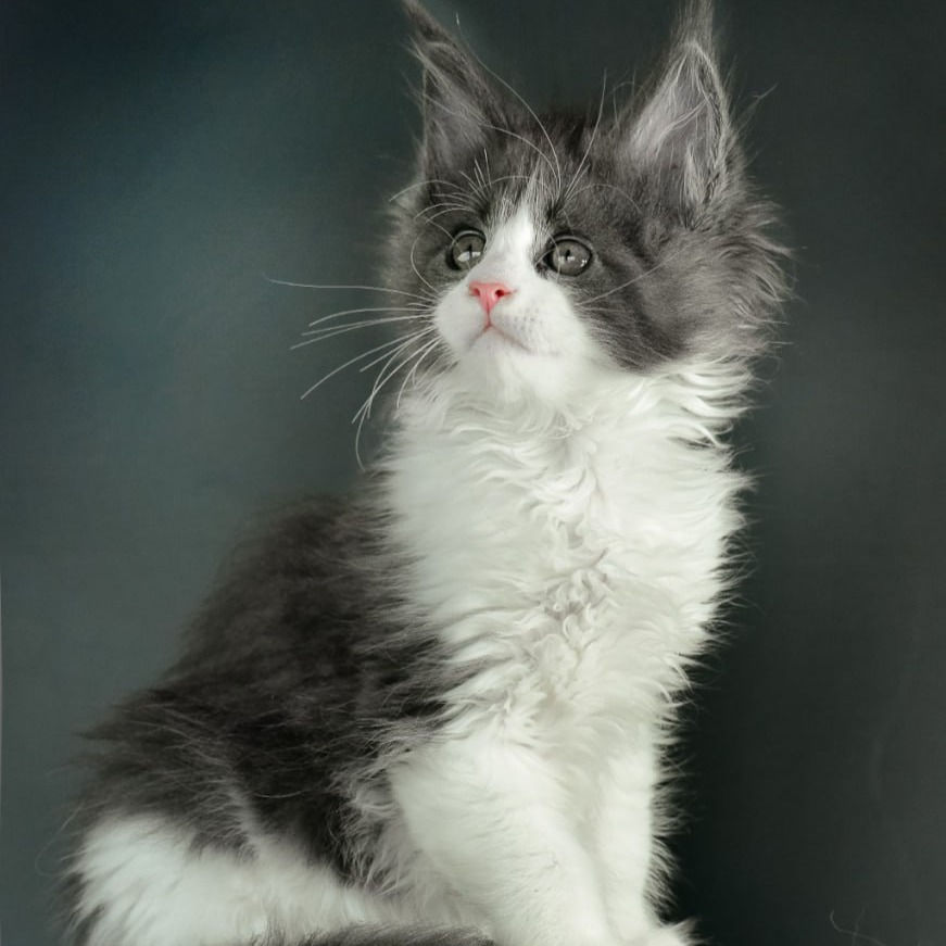 Thumbnail: 609 Caroline (U) Maine Coon female kitten