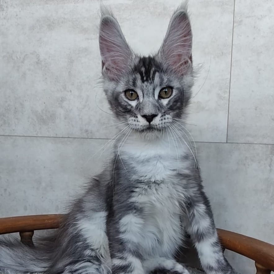 Thumbnail: 587 Faradei (R)  Polydactyl 6*6*6*6 Maine Coon male kitten