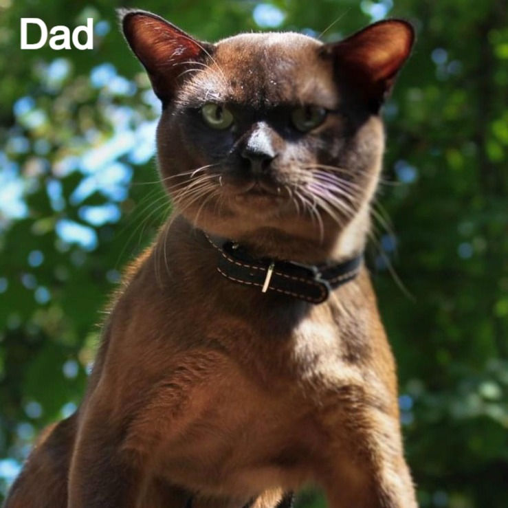 Thumbnail: 330 Lija (U) Burmese  female kitten