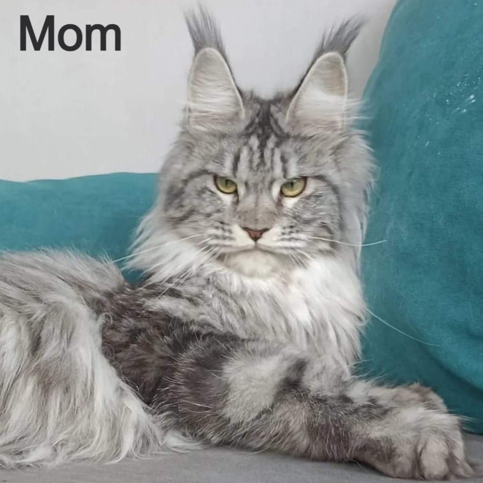 Thumbnail: 596 Akbars (R) Maine Coon male kitten